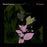 Daniel Lanois - Belladonna Nocturne vinyl - Record Culture