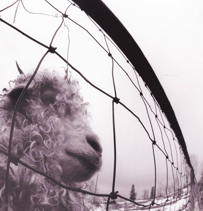 Pearl Jam - Vs. vinyl - Record Culture