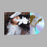 June McDoom - Follow The Light vinyl - Record Culture